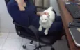 Gatinho