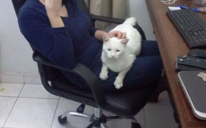 Gato raça Sem Raça idade 3 anos nome Gatinho