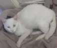 Gatinho
