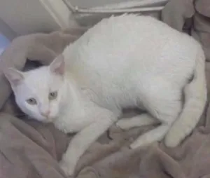 Gato raça Sem Raça idade 3 anos nome Gatinho