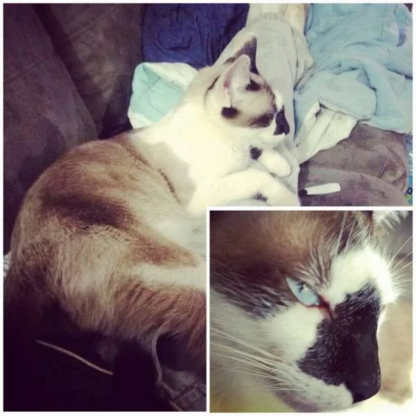 Gato raça Não sei informar idade 1 ano nome Mancha 