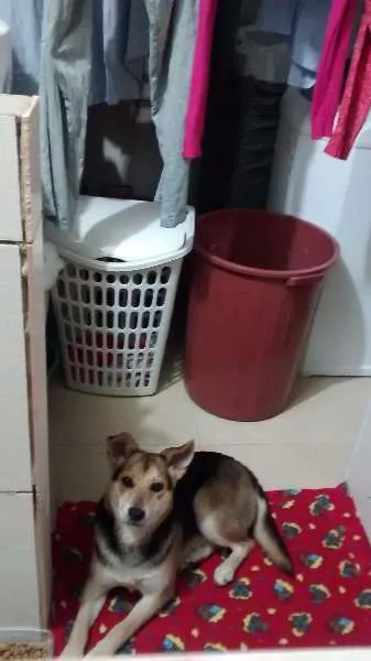 Cachorro ra a Indefinida idade 2 a 6 meses nome Não sei
