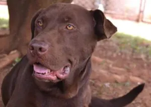 Cachorro raça Labrador Misturado idade 3 anos nome Zé