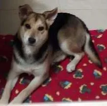 Cachorro ra a Indefinida idade 2 a 6 meses nome Não sei