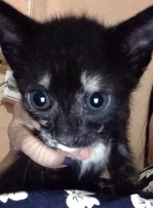 Gato raça N sei  idade Abaixo de 2 meses nome Indefinido 