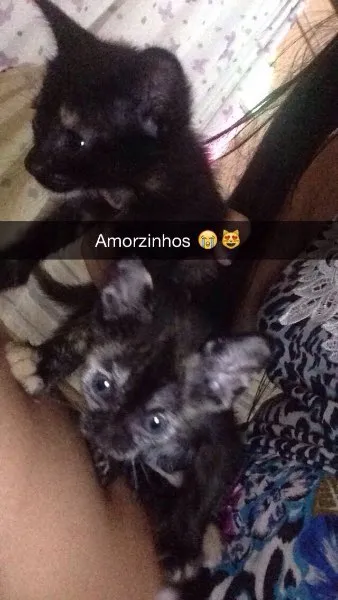 Gato raça Indefinido idade Abaixo de 2 meses nome Indefinido