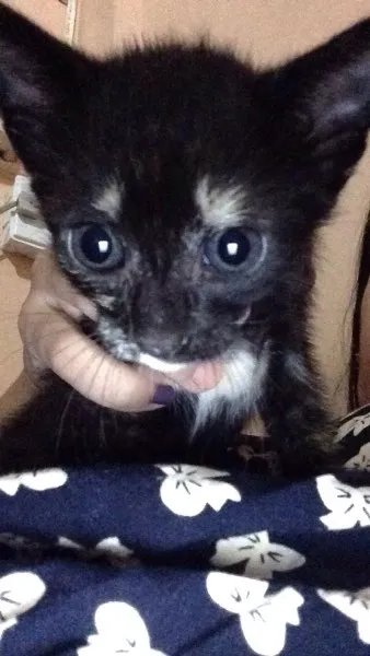 Gato raça Indefinido idade Abaixo de 2 meses nome Indefinido