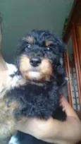 Floquinho 