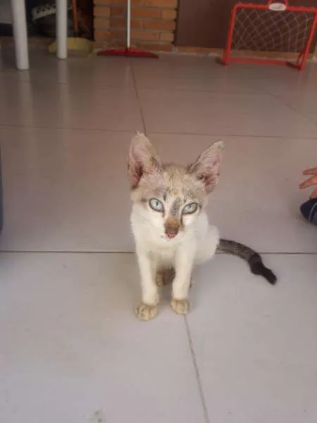 Gato raça indefinida idade  nome jorge