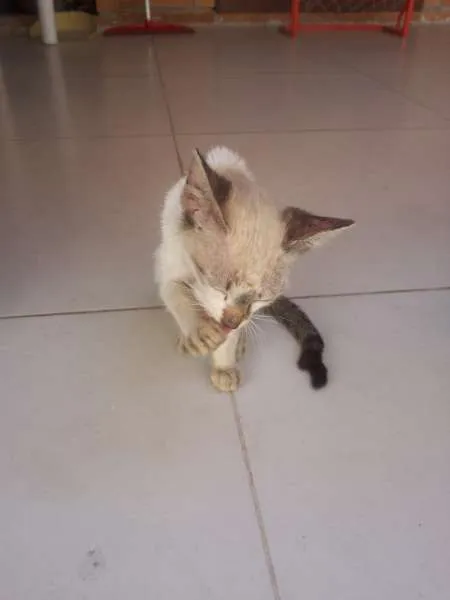 Gato raça indefinida idade  nome jorge