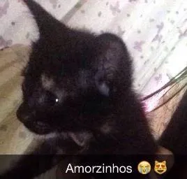 Gato raça Indefinido idade Abaixo de 2 meses nome Indefinido