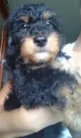 Floquinho 