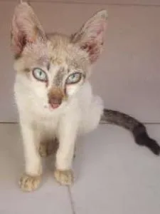 Gato raça indefinida idade  nome jorge
