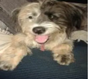Cachorro raça SRD idade  nome Bolota GRATIFICA