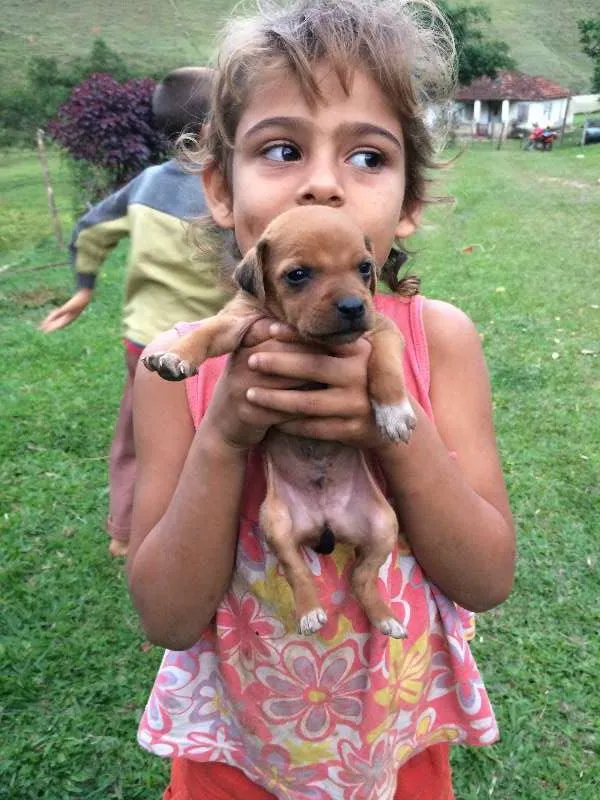 Cachorro ra a SRD idade 2 a 6 meses nome Bebe