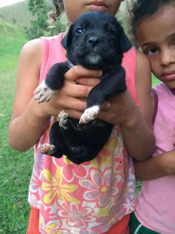 Cachorro ra a SRD idade 2 a 6 meses nome BEBEZINHA