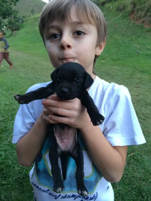 Cachorro ra a SRD idade 2 a 6 meses nome MAIS BEBES