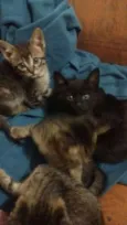 Gato