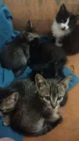 Gato