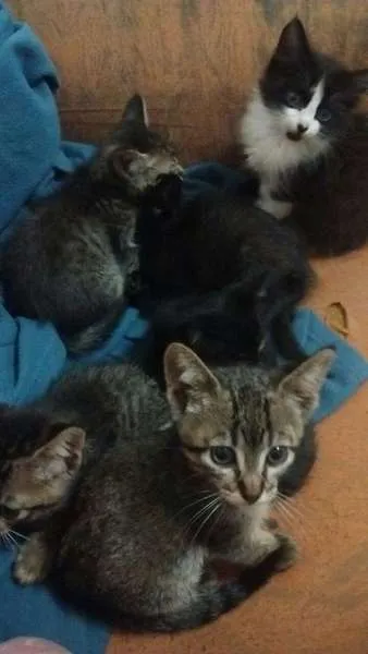Gato ra a  idade Abaixo de 2 meses nome Gato