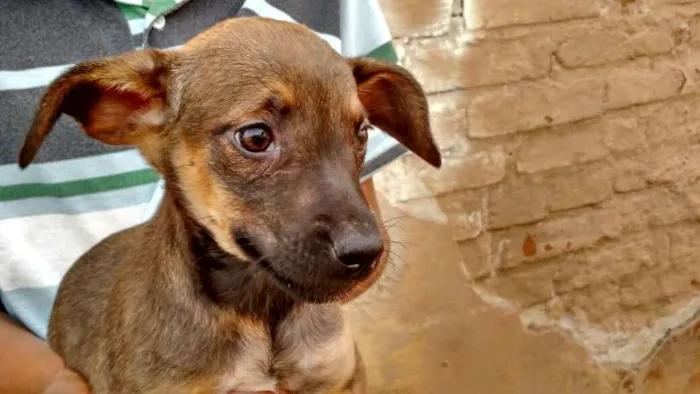 Cachorro ra a SRD idade 2 a 6 meses nome Lindo