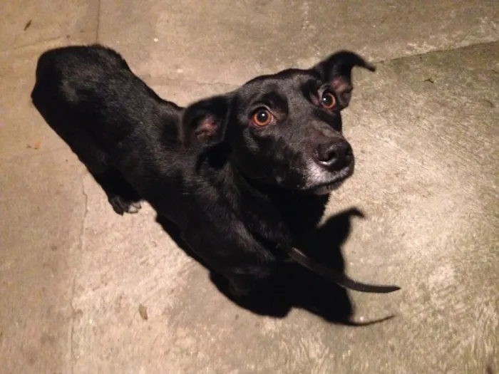 Cachorro ra a vira-lata idade 5 anos nome Mika