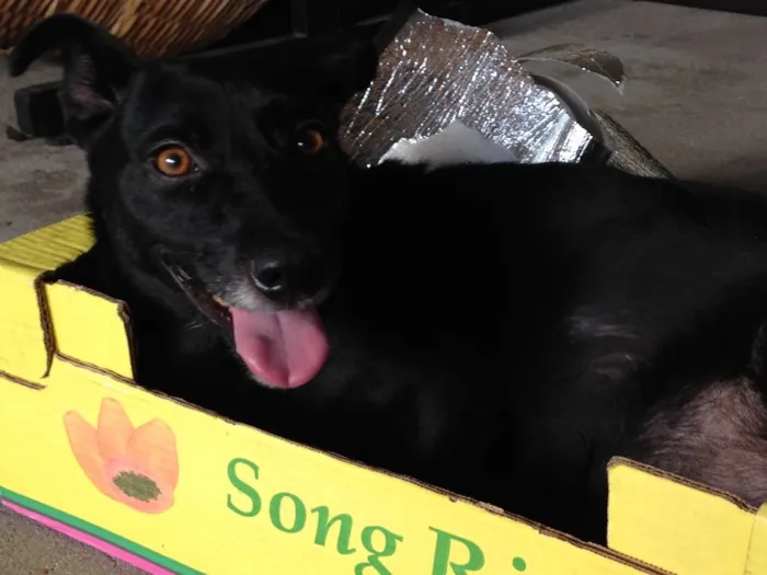 Cachorro ra a vira-lata idade 5 anos nome Mika
