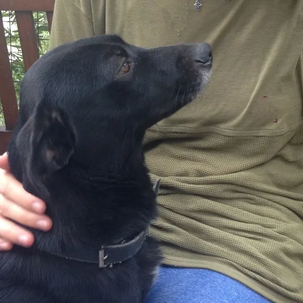Cachorro ra a vira-lata idade 5 anos nome Mika