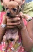 Bebe