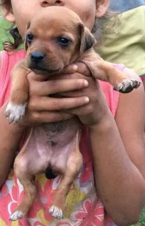 Cachorro raça SRD idade 2 a 6 meses nome Bebe
