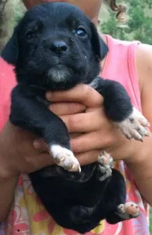 Cachorro raça SRD idade 2 a 6 meses nome BEBEZINHA