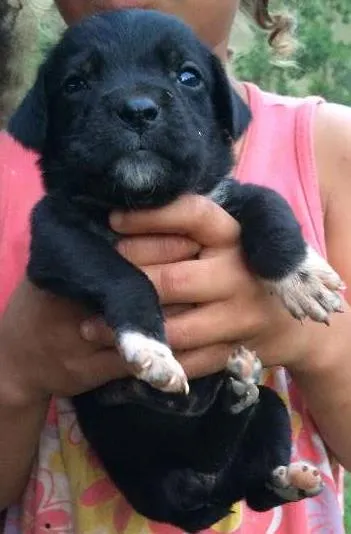 Cachorro ra a SRD idade 2 a 6 meses nome MAIS BEBES