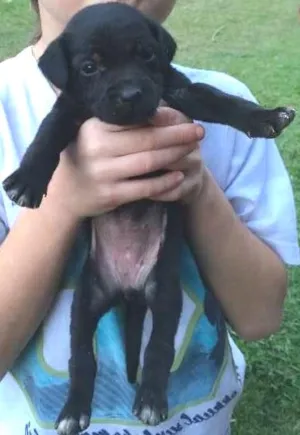 Cachorro raça SRD idade 2 a 6 meses nome MAIS BEBES