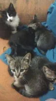Gato