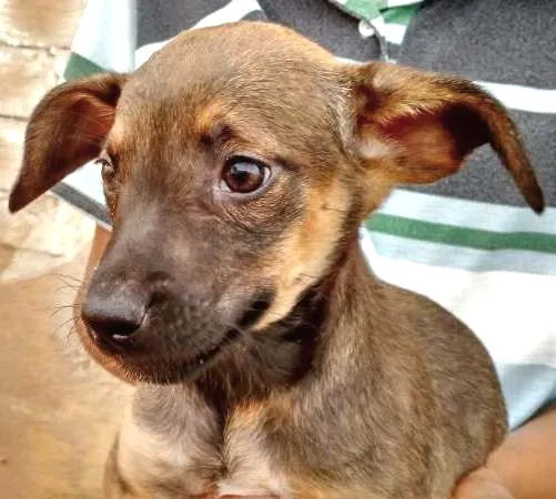 Cachorro ra a SRD idade 2 a 6 meses nome Lindo