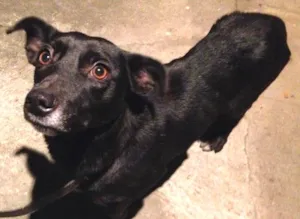 Cachorro raça vira-lata idade 5 anos nome Mika