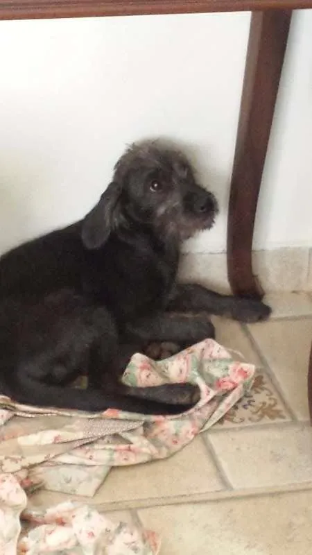 Cachorro raça SRD idade 2 a 6 meses nome Broquinha