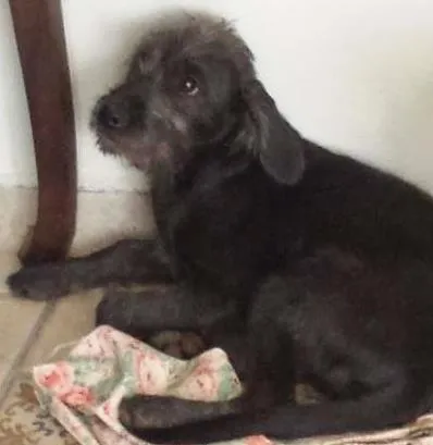Cachorro raça SRD idade 2 a 6 meses nome Broquinha