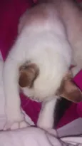 Flynn