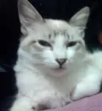 Flynn