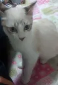 Flynn