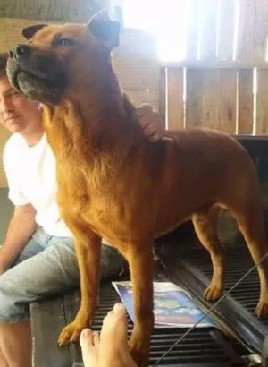 Cachorro raça Pitbull misturado com Chow Chow idade 5 anos nome Major