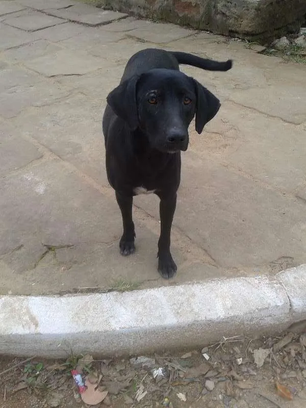 Cachorro ra a vira lata  idade 1 ano nome chamo de lily