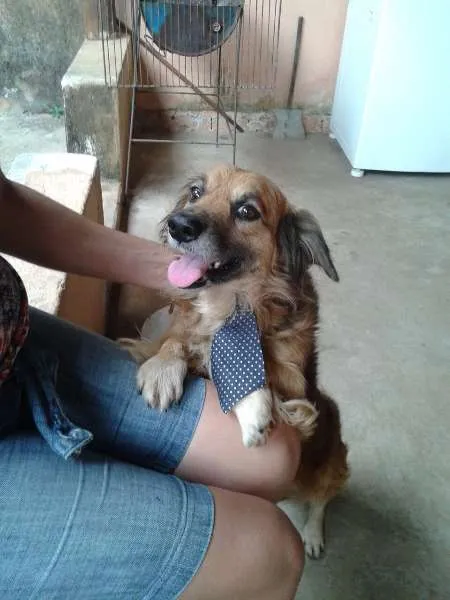 Cachorro ra a vira lata idade 4 anos nome Bolinha