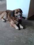 Bolinha