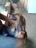 Bolinha