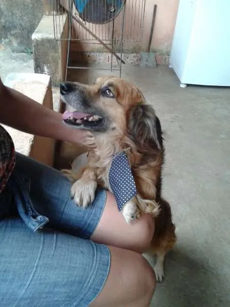 Cachorro ra a vira lata idade 4 anos nome Bolinha