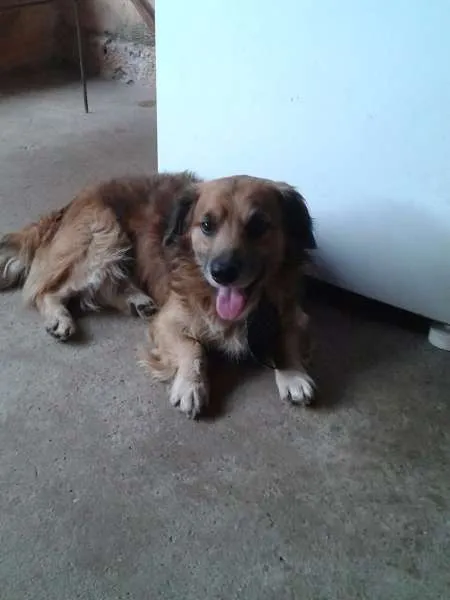 Cachorro ra a vira lata idade 4 anos nome Bolinha