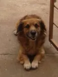 Bolinha