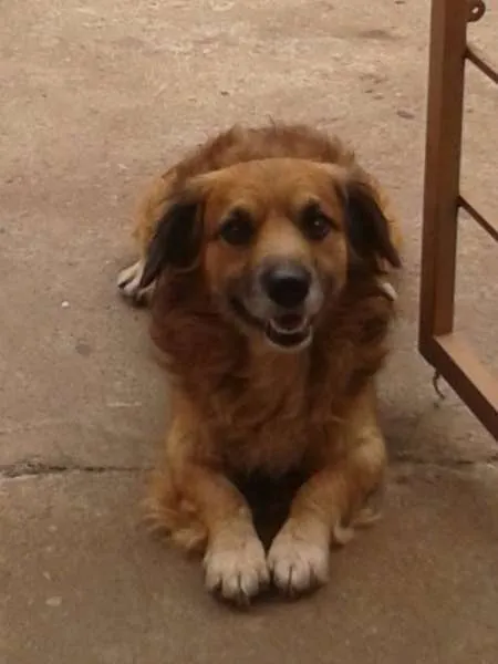 Cachorro ra a vira lata idade 4 anos nome Bolinha